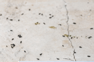 close up of mice droppings