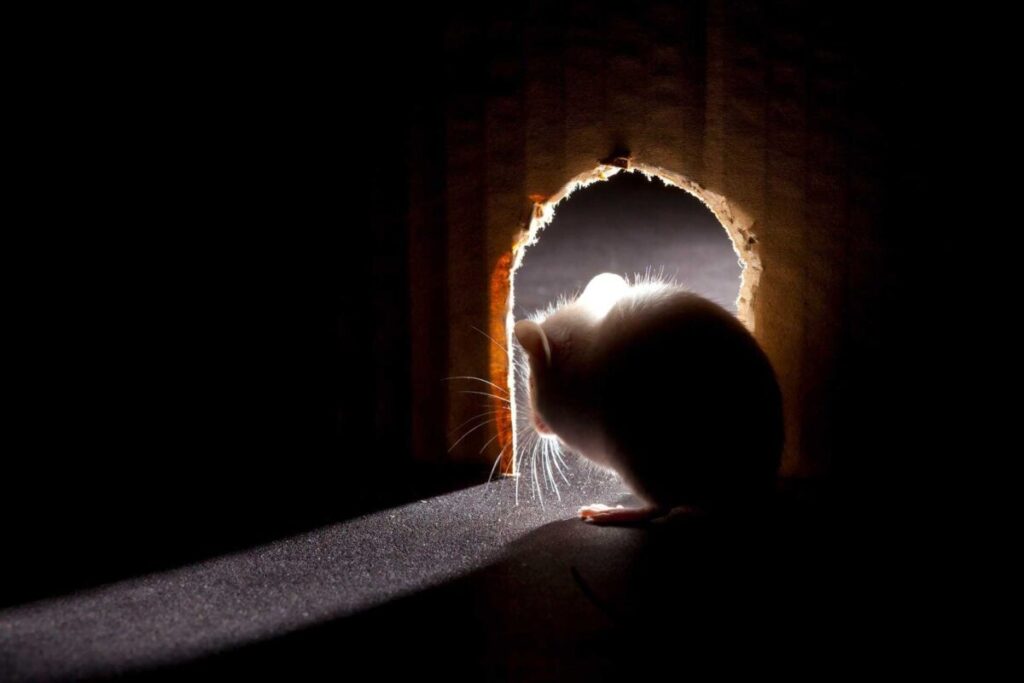 Where Do Mice Hide in Houses? Mice Hiding Spots in Your House