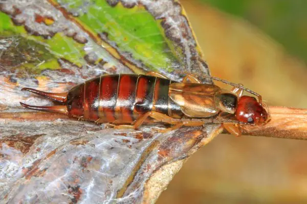 A close-up of a brown earwig with visible pincers crawling on a leaf.