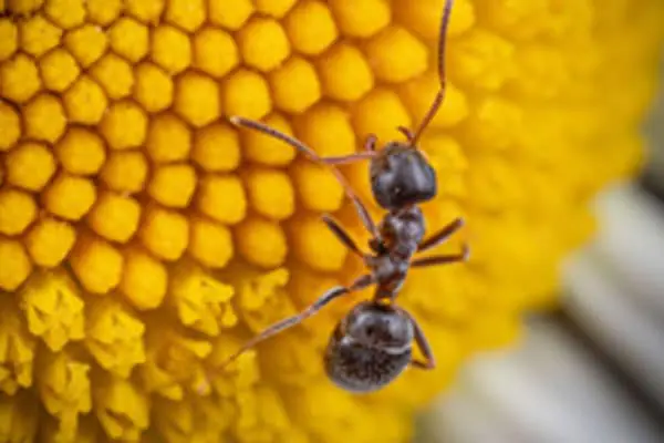 Black ant resting on yellow flower