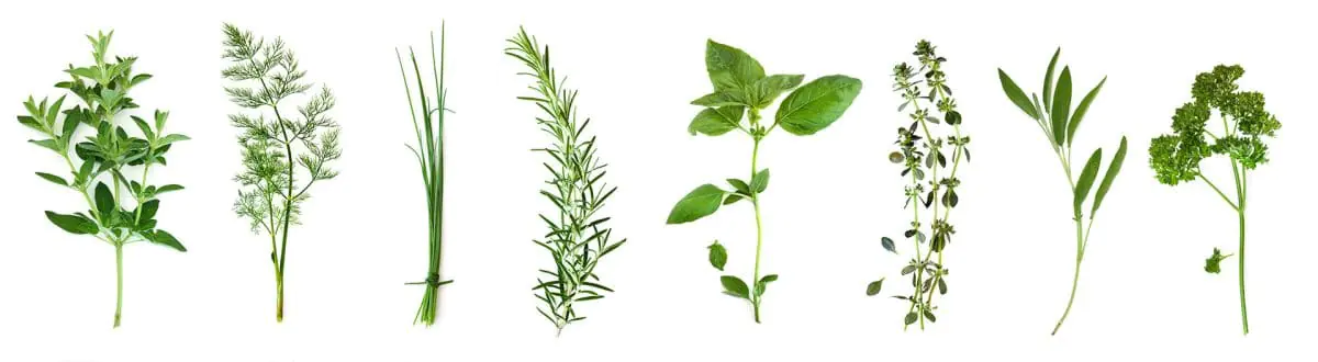 Variety of Different Herbs