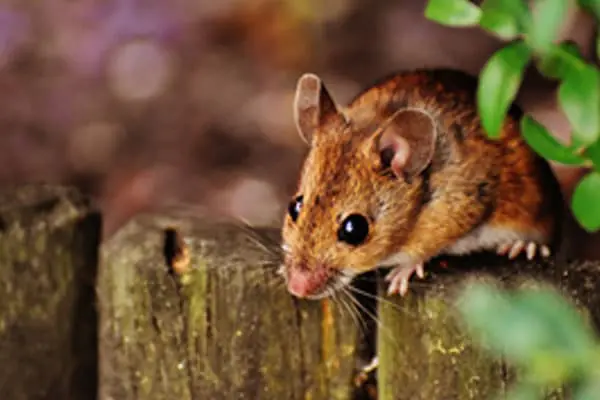 A small brown field mouse peering over the edge of a weathered wooden fence.
