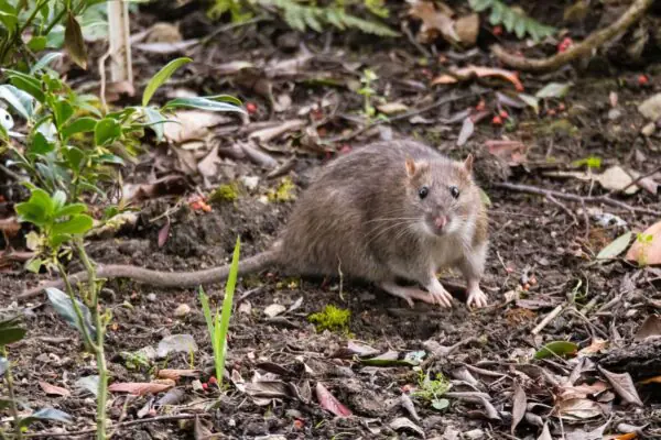 Norway rat common in Utah homes — Nature's Balance Pest Control