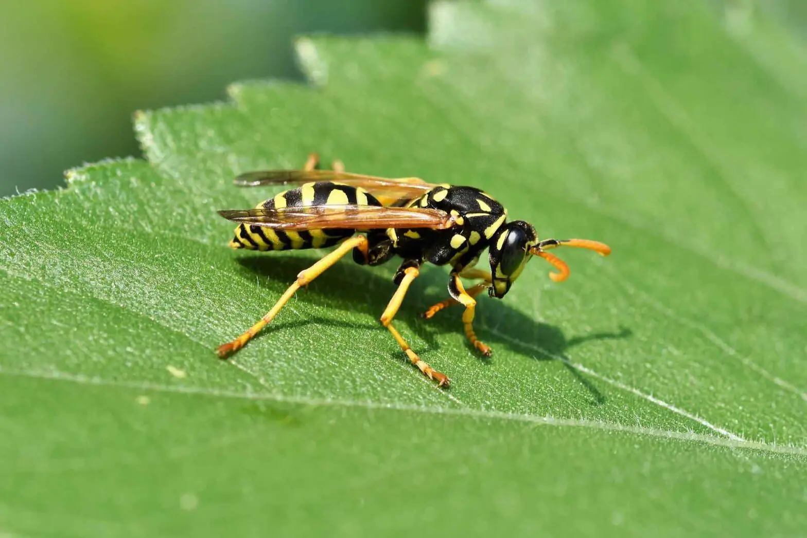 wasp control Utah - wasp nest removal by Nature's Balance Pest Control