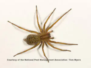 female Hobo spider