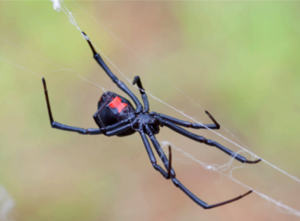 black widow spider, spider identification, venomous spider removal, pest control, arachnid extermination, home pest prevention, spider bite treatment