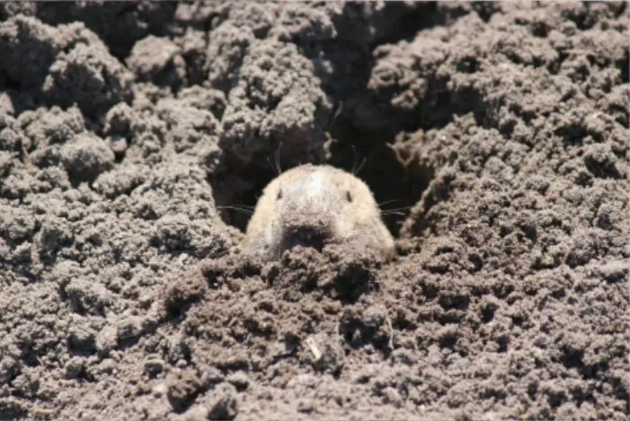 pocket gopher, Park City pest control, Utah wildlife, gopher damage, rodent removal, Utah pest control, lawn pest, rodent control Salt Lake City