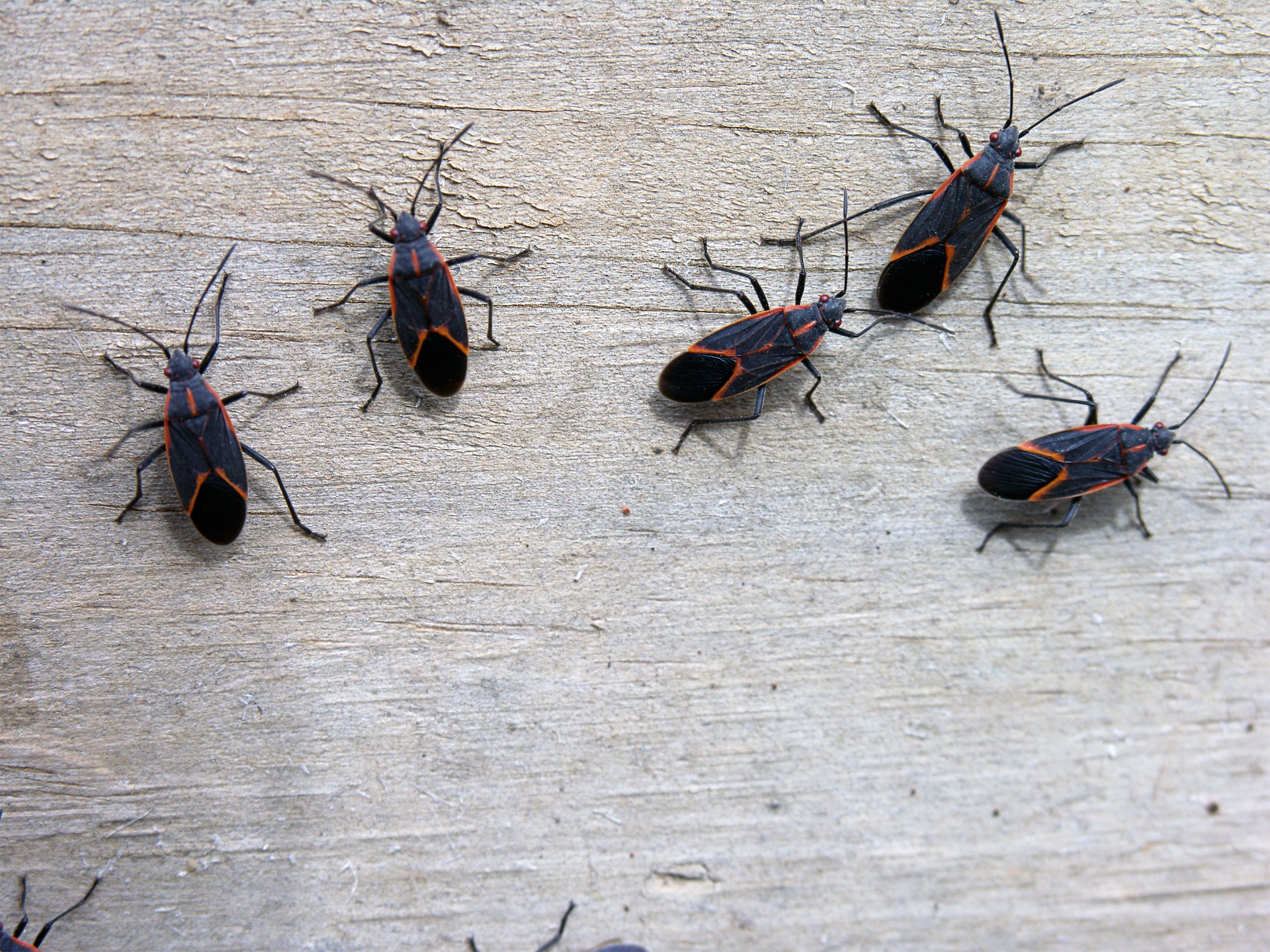 Boxelder Bugs