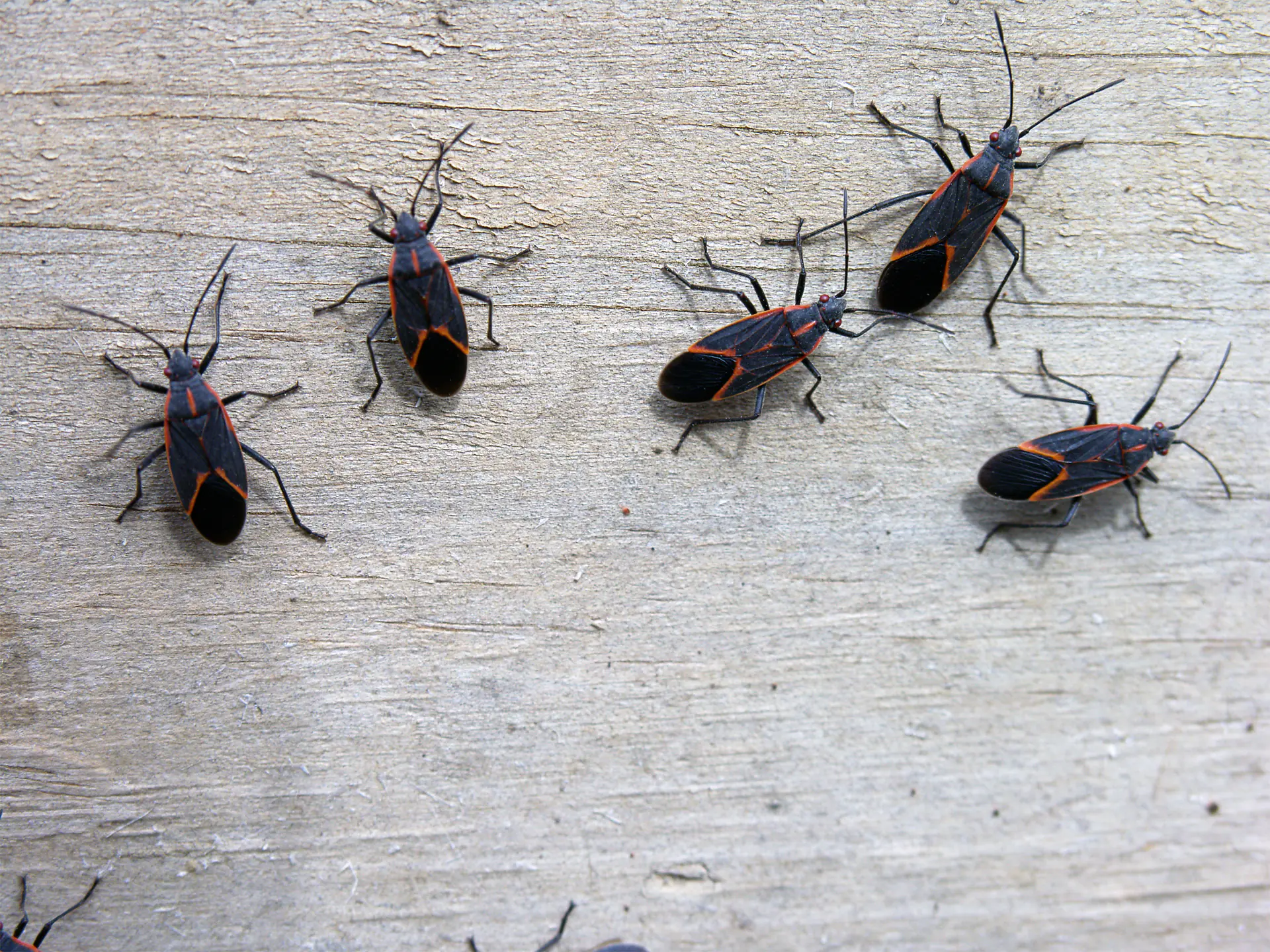 A group of red and black boxelder bugs clustering on a light-colored wooden surface.