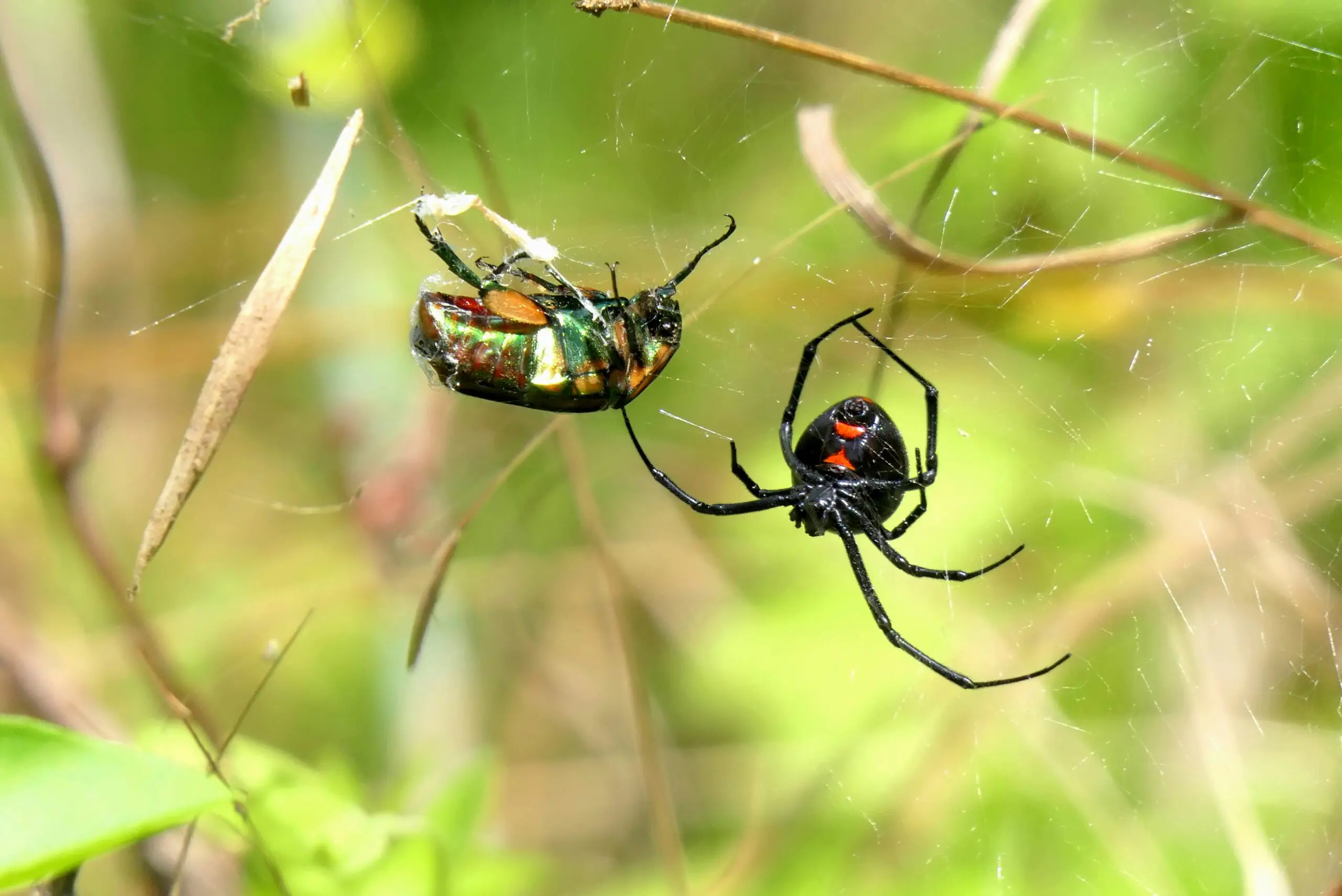 A black widow spider with its signature red hourglass mark approaching a beetle caught in its web.